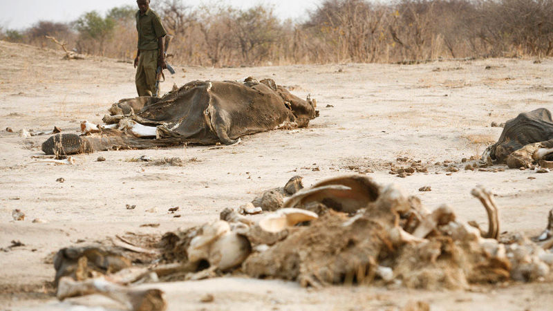 Threat to Africa’s elephants a headache for CoP17