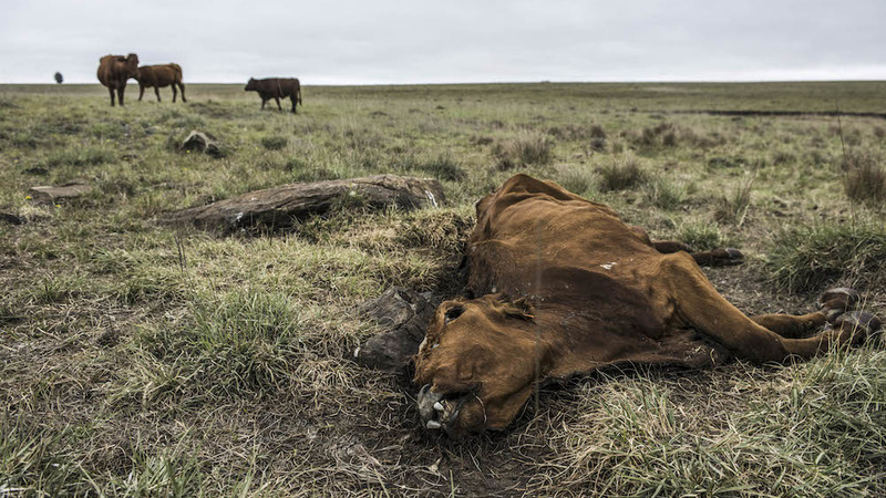#WhyThisMatters: Lesotho sucked dry for South Africans to water their gardens
