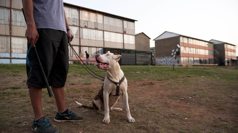 Rumor has it: Top dogs compete for honours in New York