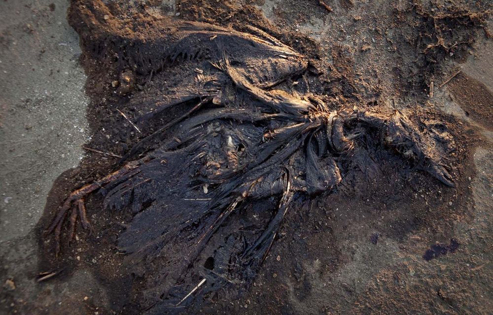Ivo Vegter mentions the Deepwater Horizon oil spill to show that even its effects may have been exaggerated.
