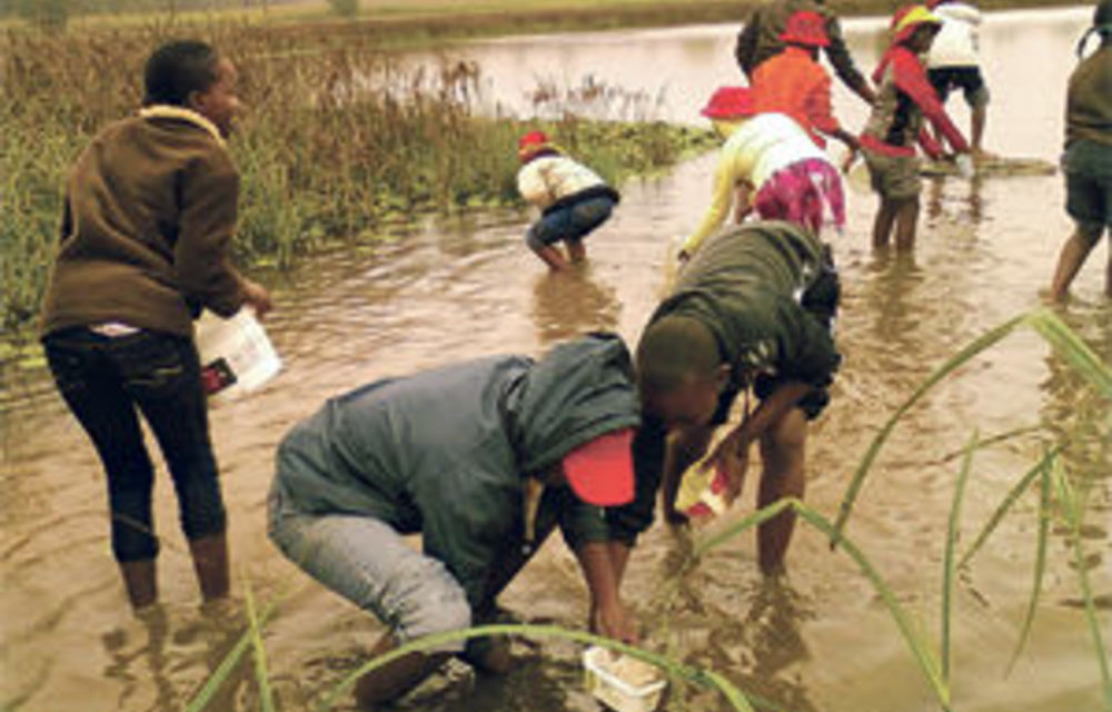 ‘Bugs’ make learning fun