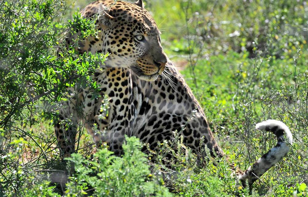 A wildlife expert employed by the Mpumalanga Tourism and Parks Agency is recovering after being savaged by a leopard.