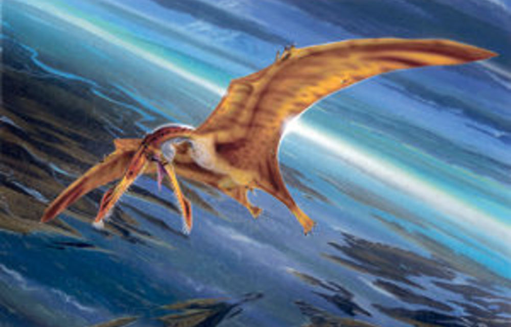 Wonderful winged things