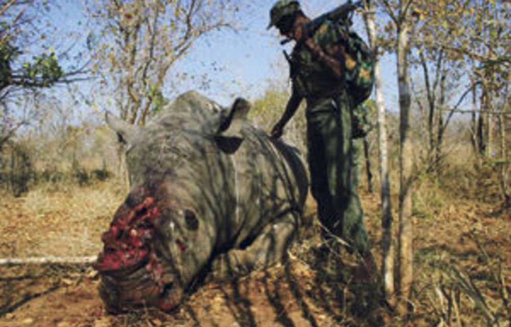 War declared on rhino attacks