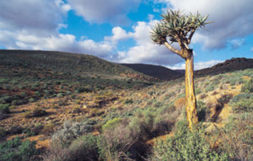 SA’s biodiversity plan under fire for lacking ambition