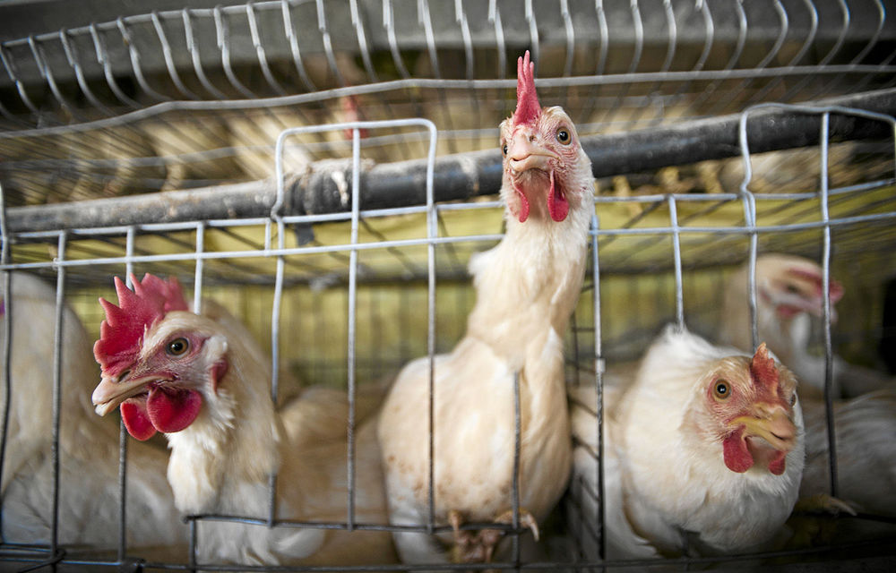 ‘Dumping’ upsets pecking order