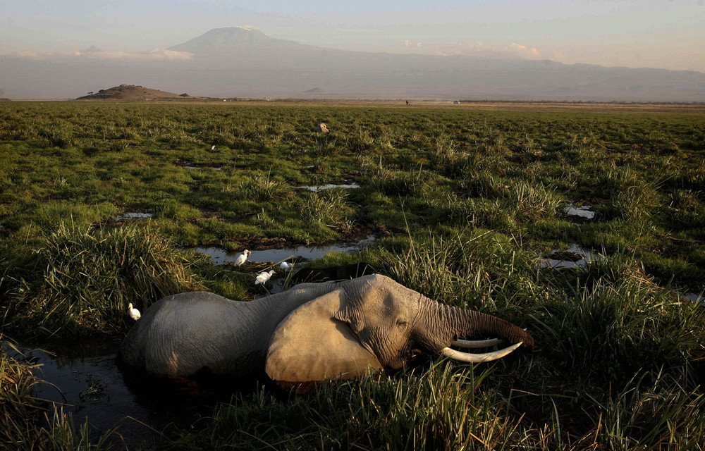 Poaching is wiping out Africa’s elephants