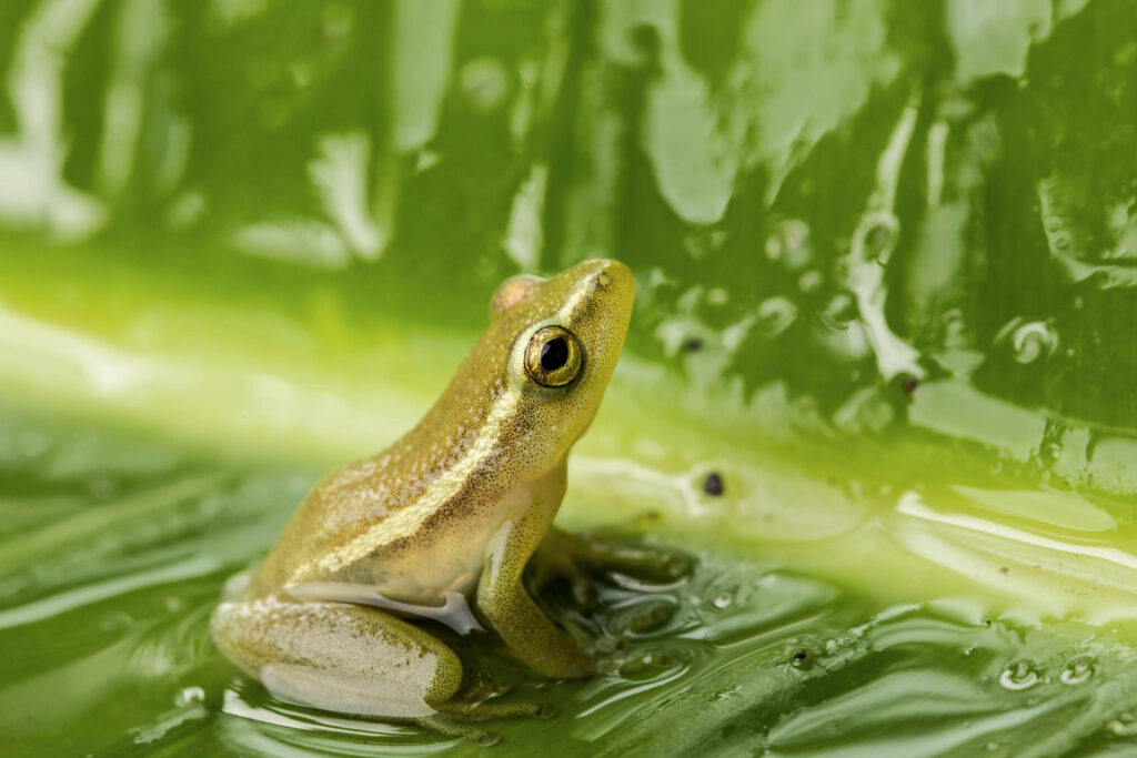 Big mission to save tiny frog