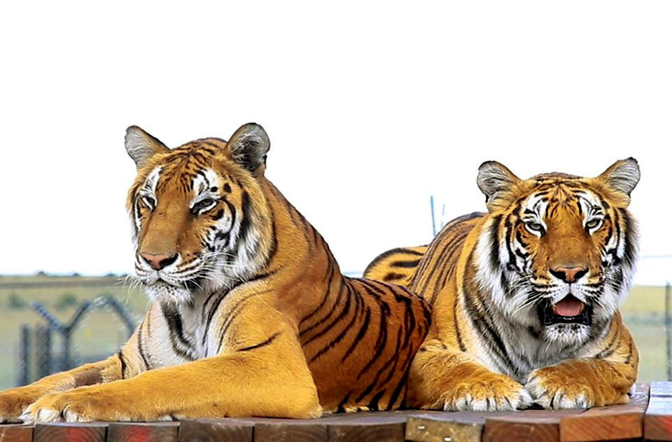 Sanctuary for sister tigers saved from circus