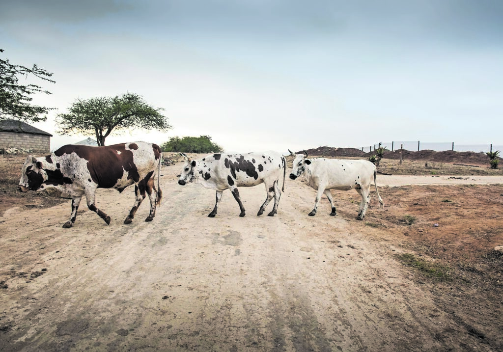 Rural KwaZulu-Natal is helping the world find a TB vaccine
