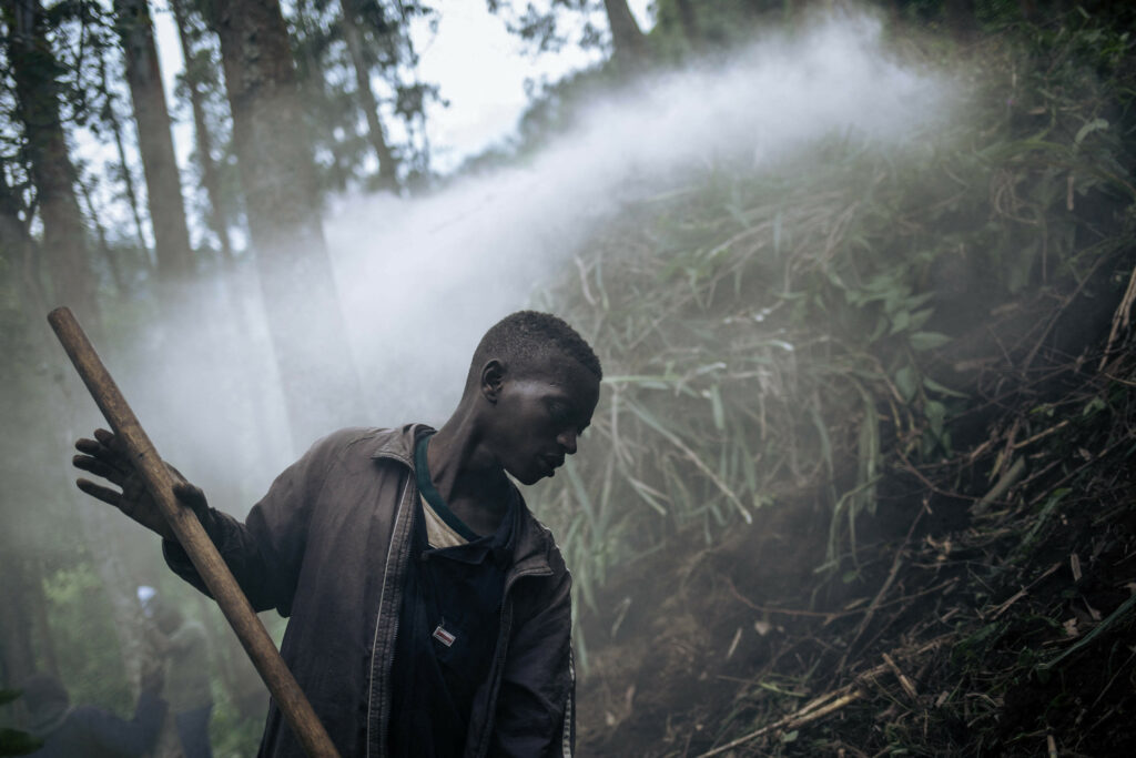 Afforestation can hinder fight against global warming if done wrong, study says