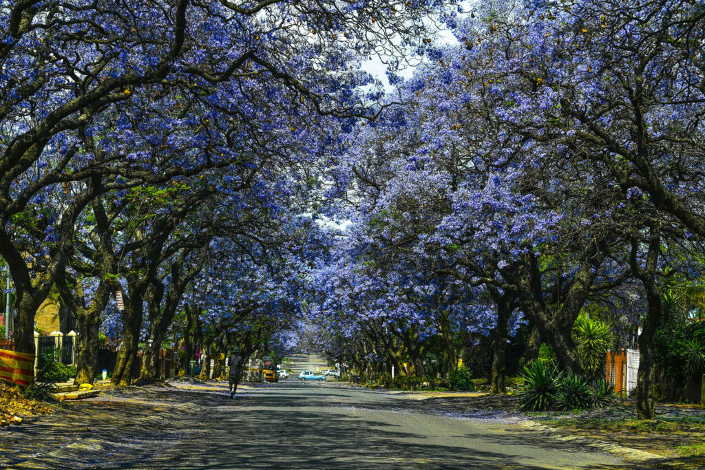 Gauteng’s jacarandas are flowering earlier because of climate change