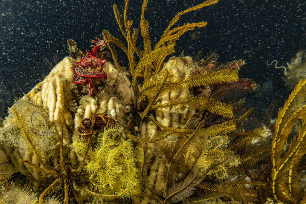 Deep seabed mining a threat to Africa’s coral reefs