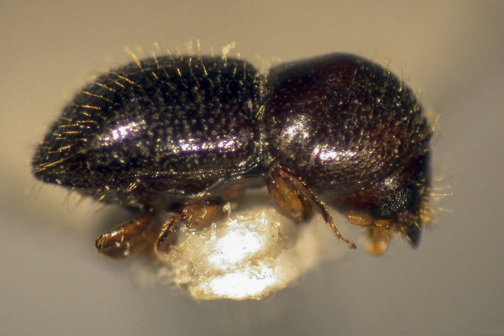 Tiny shot hole borer beetle is causing big problems