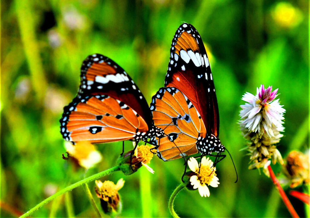 Snap a butterfly and Whatsapp it to global census