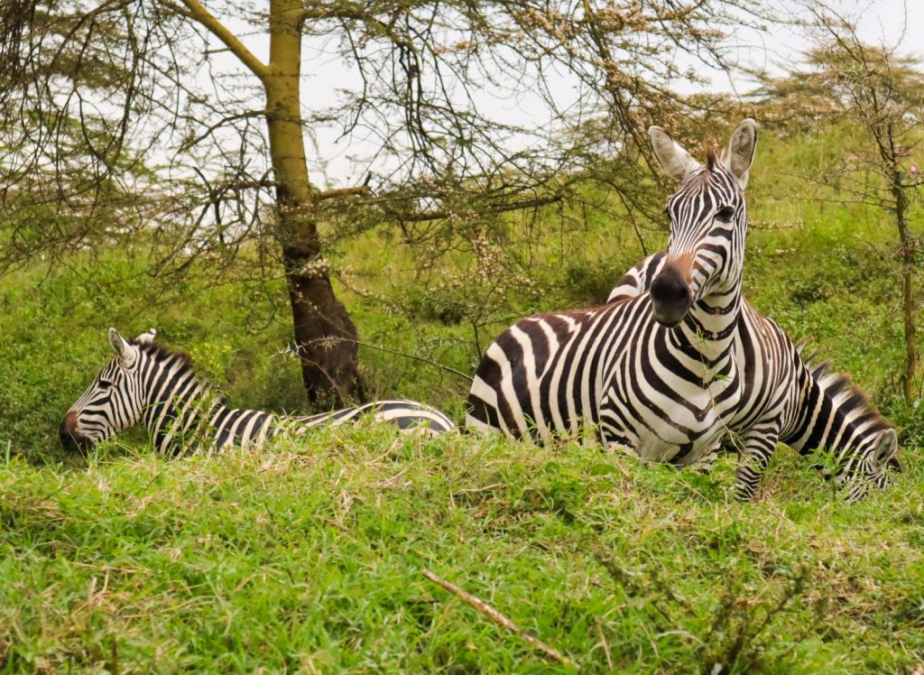 Are private wildlife conservancies the way to sustainable tourism in Africa?