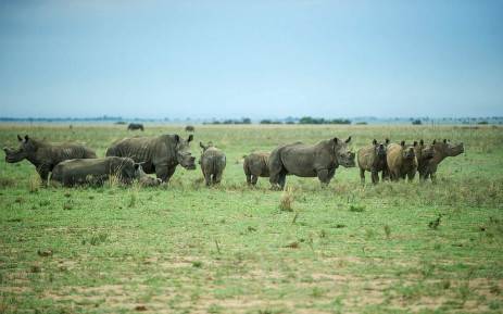 Lifeline for John Hume’s 2 000 rhinos