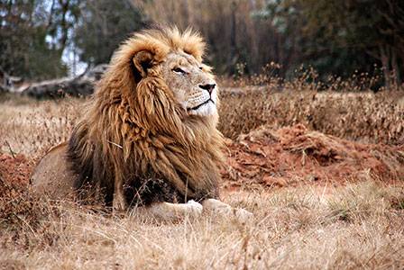 Wildlife Justice Commission: Wildlife traffickers captured in joint operation