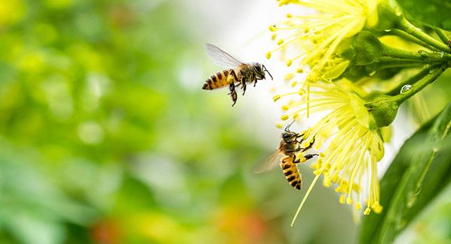 Why we should care about insects