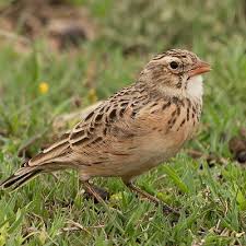 Work to save SA’s most threatened endemic bird species takes flight
