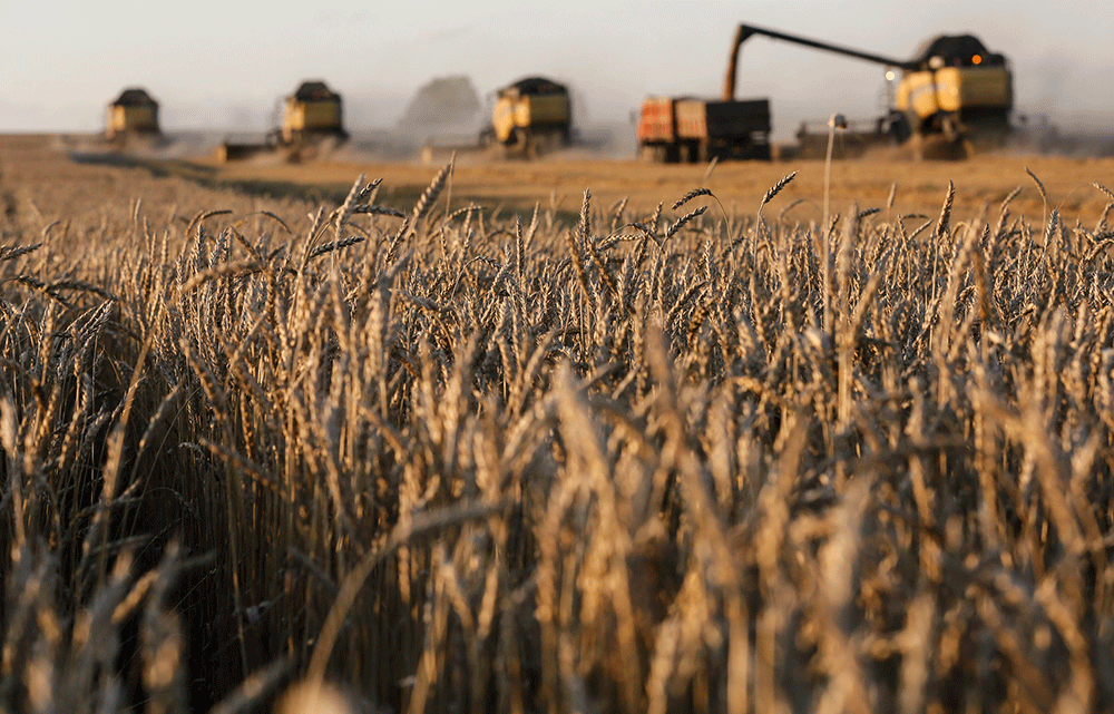 Despite heavy rains, Western Cape’s wheat crop looks promising