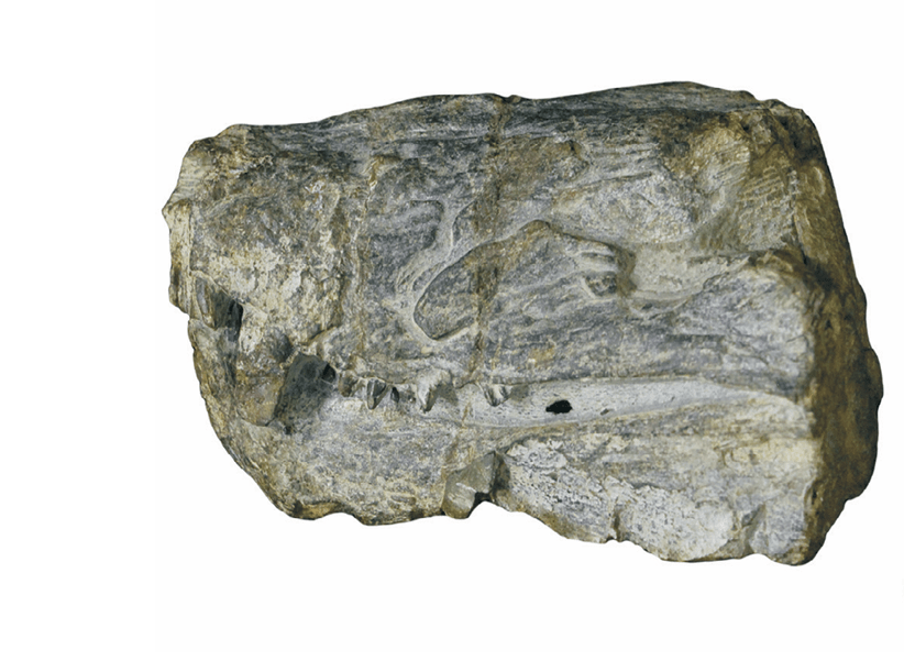 Local scientist discovers new species of ancient reptile