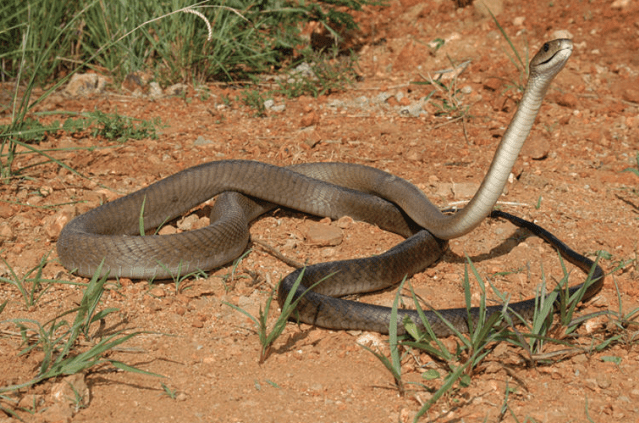 The new snake oil: Antivenoms that are as useless as water