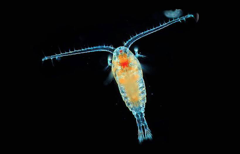 Plankton: The tiny powerhouses behind climate solutions and biodiversity