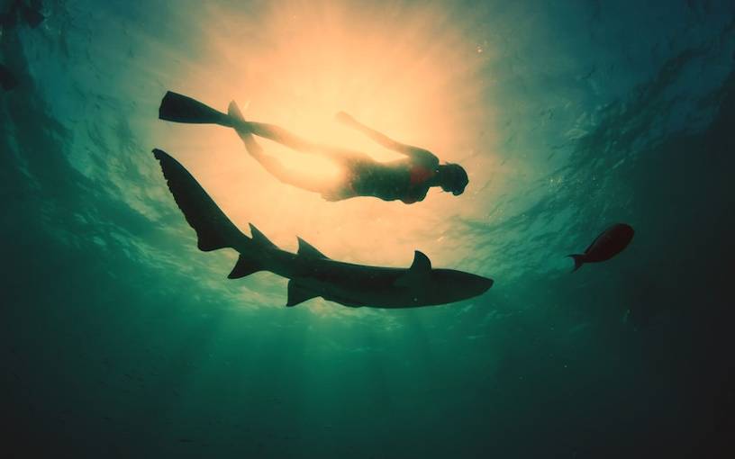 The truth about shark incidents with human beings: Know the facts