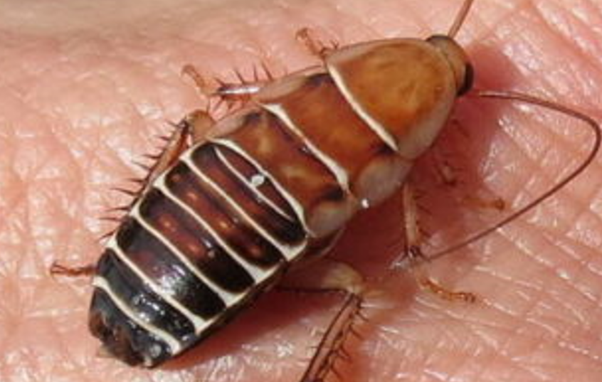 Experts say insect decline is real, but evidence remains fragmented and biased