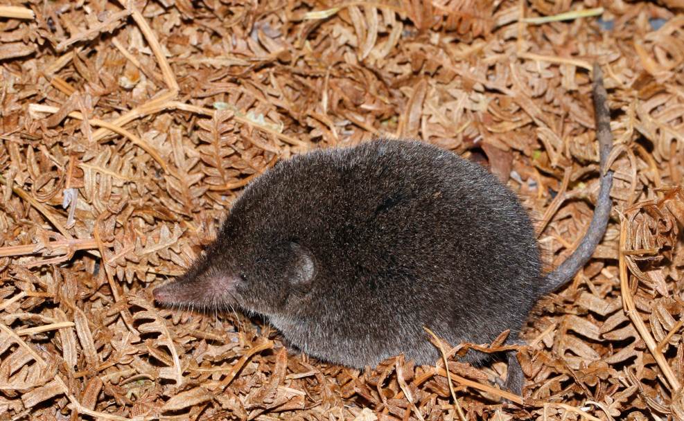 Wildlife surprise: Elusive forest shrew found in Western Cape