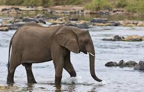 Olifants River faces extreme warming by 2100, threatening fish and macroinvertebrates