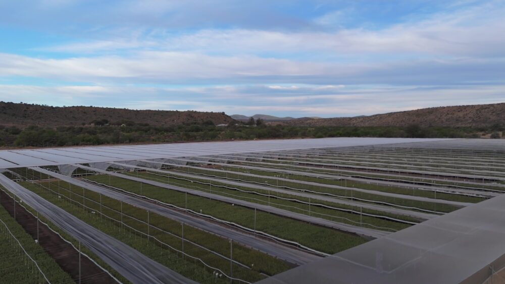 Spekboom restoration at centre of $120m World Bank climate bond