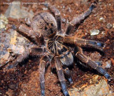 Blue-footed baboon spider targeted by exotic pet trade despite low public profile