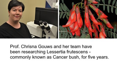 Indigenous plant study opens new path in cancer treatment research