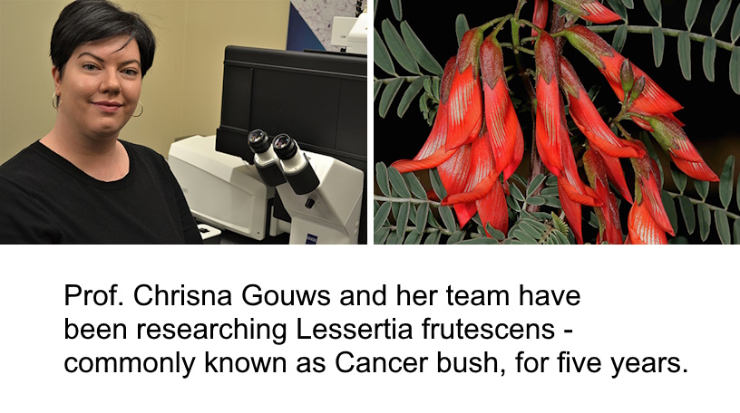 Indigenous plant study opens new path in cancer treatment research